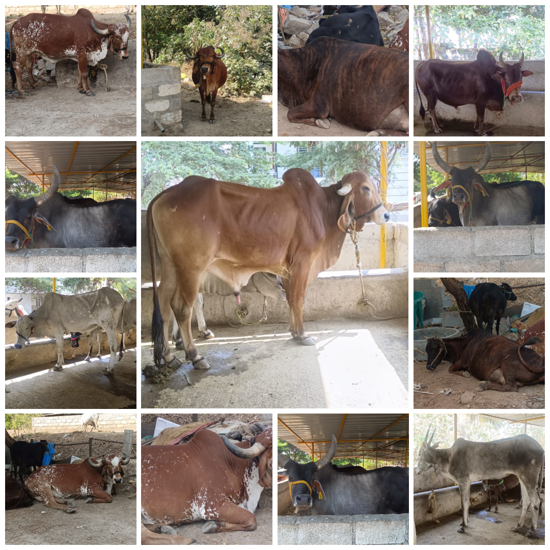 Cows in the shelter